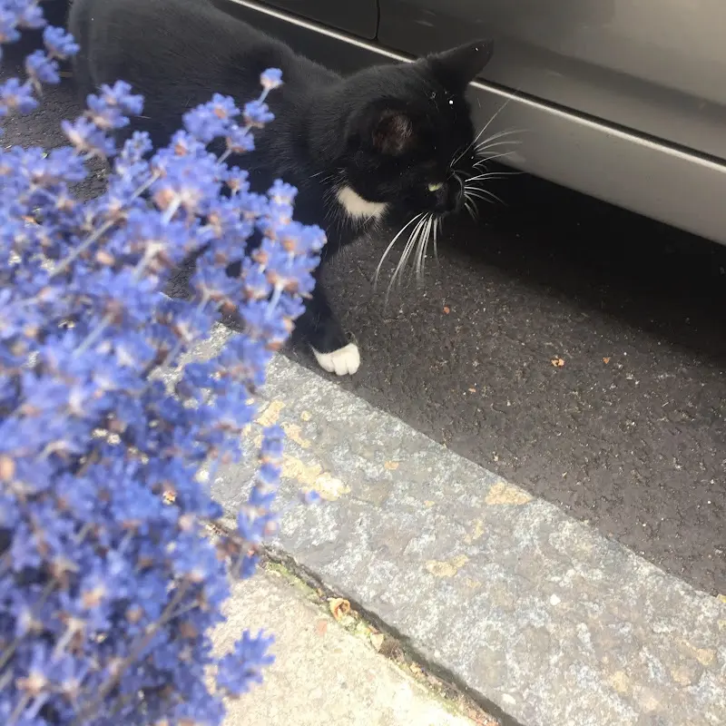 Foto del profilo di Ada Falcone